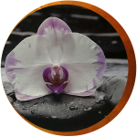 citation_orchidee